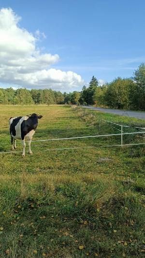 Obraz przedstawia zdjęcie łąki obok drogi. Na pierwszym planie możemy zauważyć krowę stojącą przy płocie