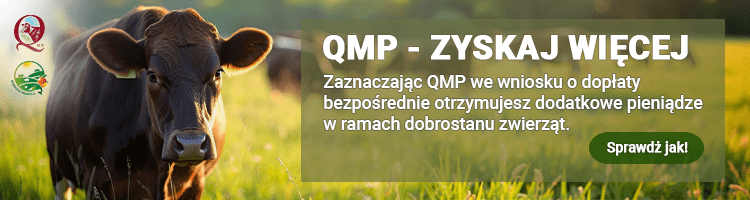 Obraz przedstawia brązową krowe na polance oraz napis: QMP - ZYSKAJ WIĘCEJ